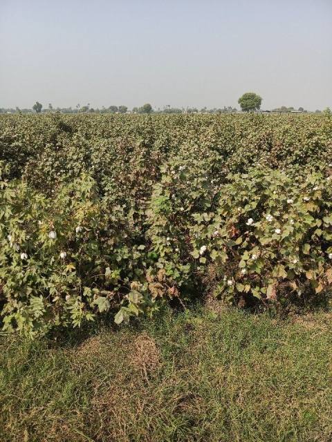 Cotton