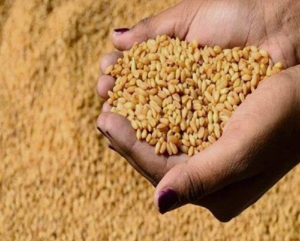Wheat