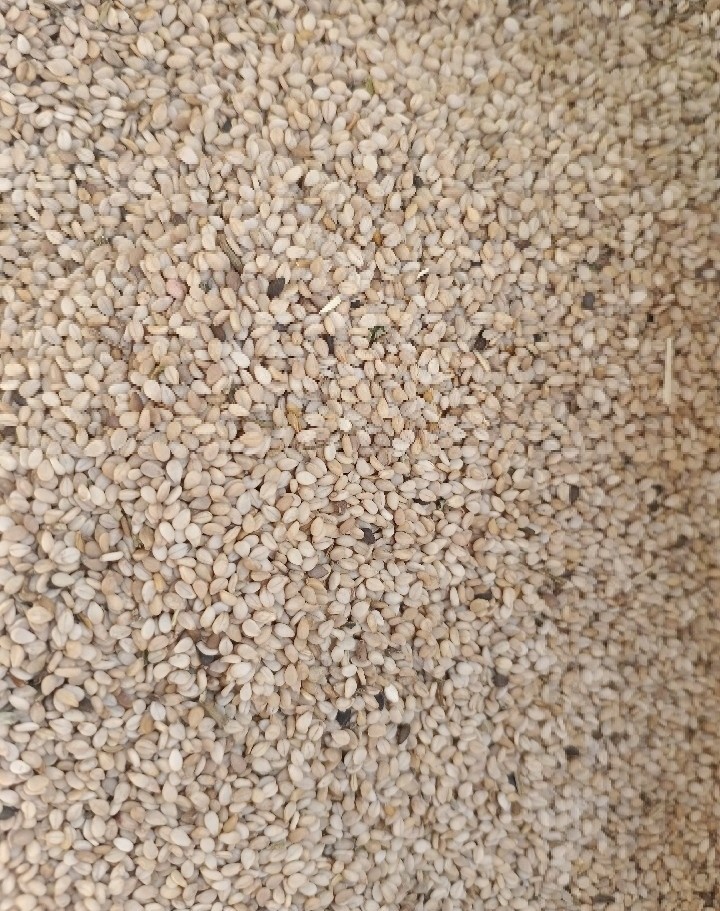 Sesame