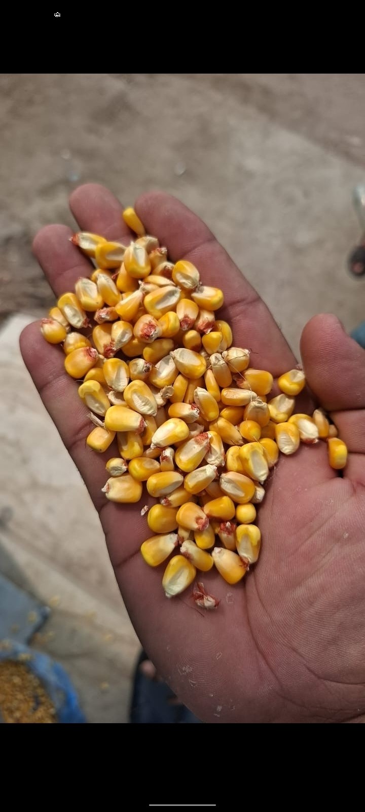 Maize