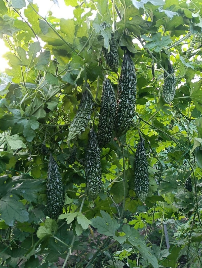 Aoun Raza Traders and Farm